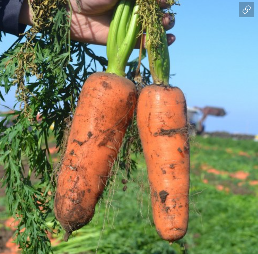좋은 제주 당근 고르는 방법과 신선 보관법