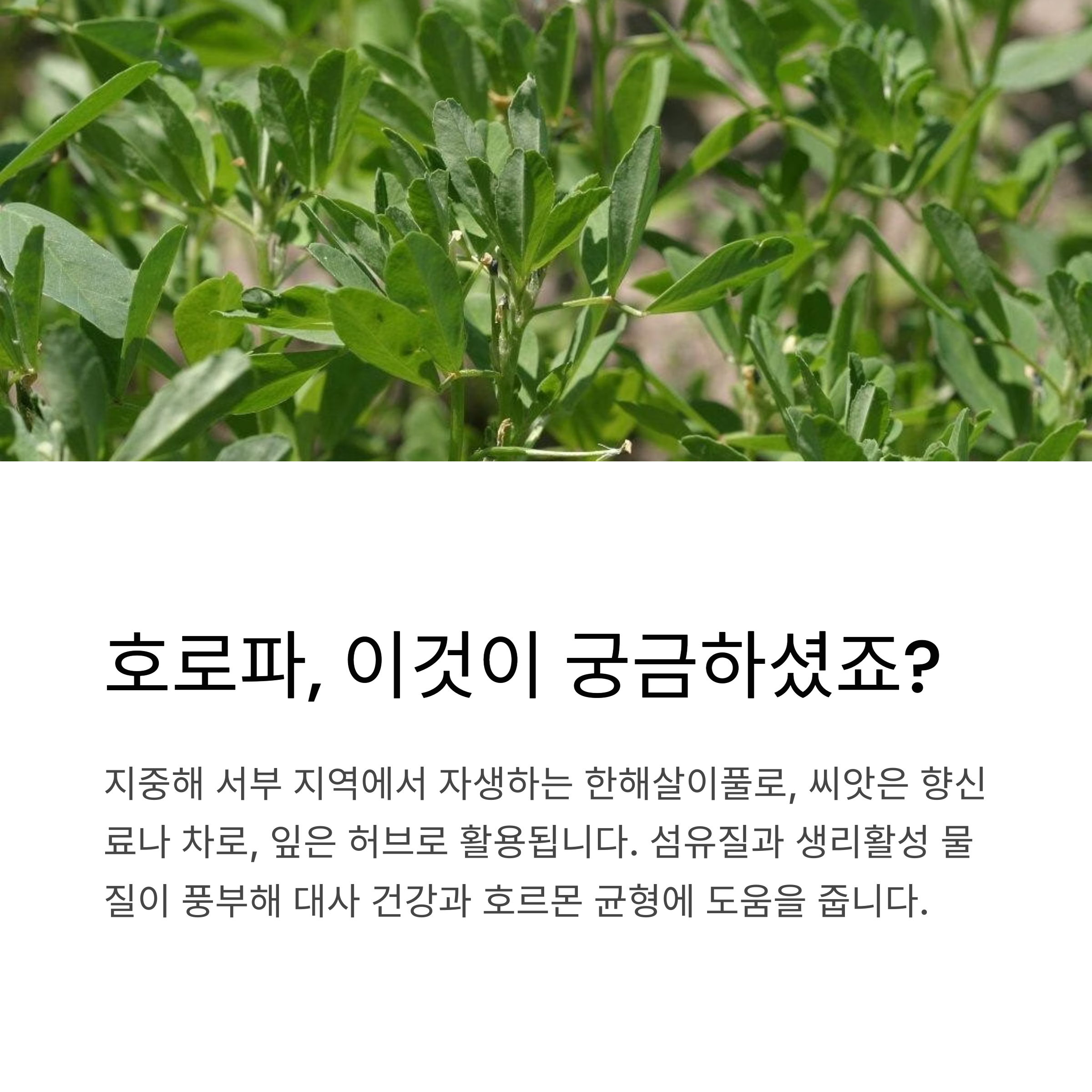 호로파는 어떤 식물
