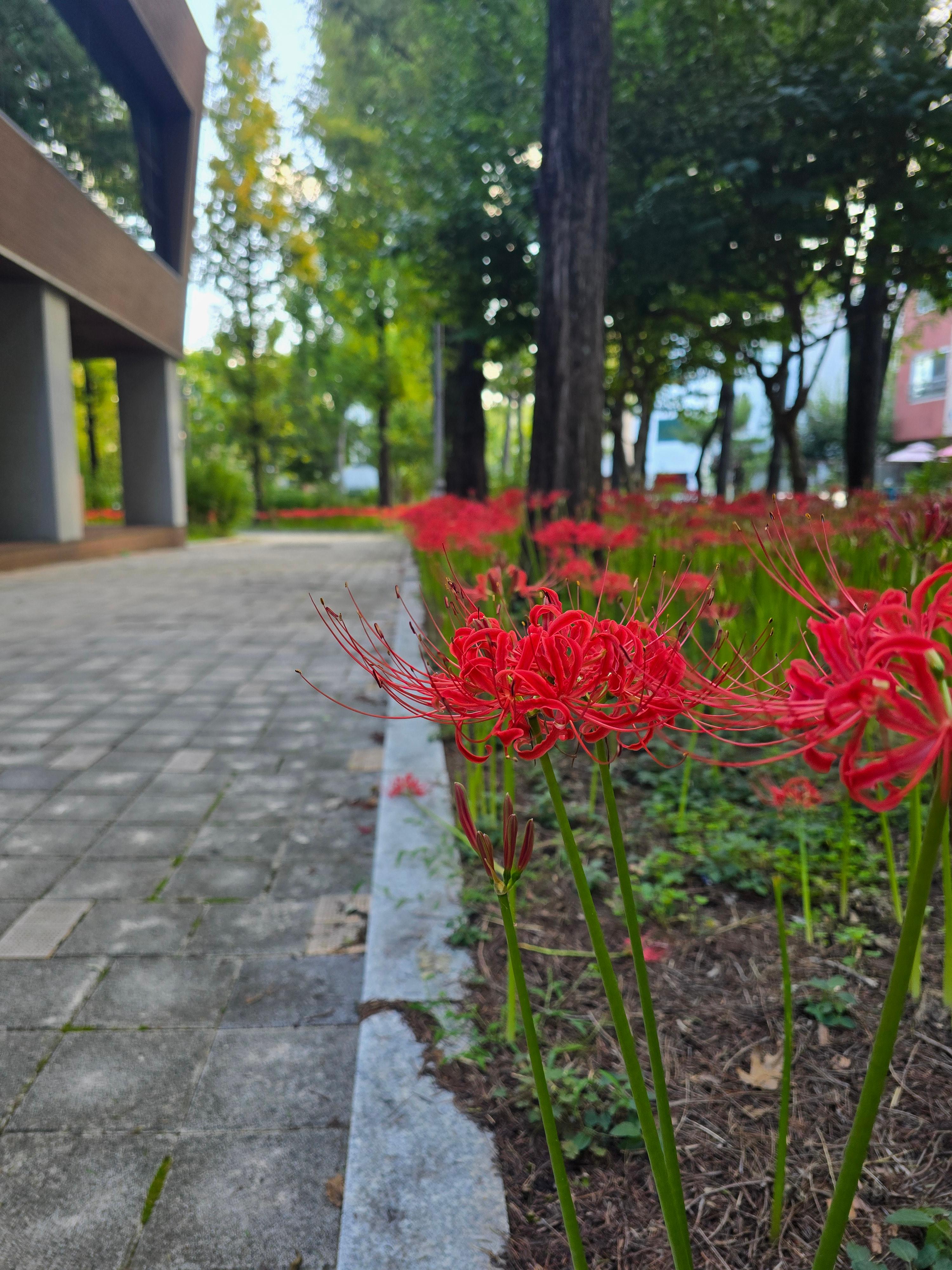 상사화가 활짝핀 도로