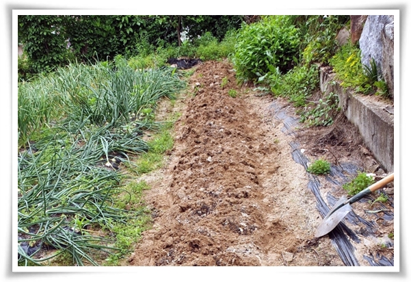 텃밭 "6월, 서리태 심으세요!" 내 손으로 직접 키워보는 검은 보석!