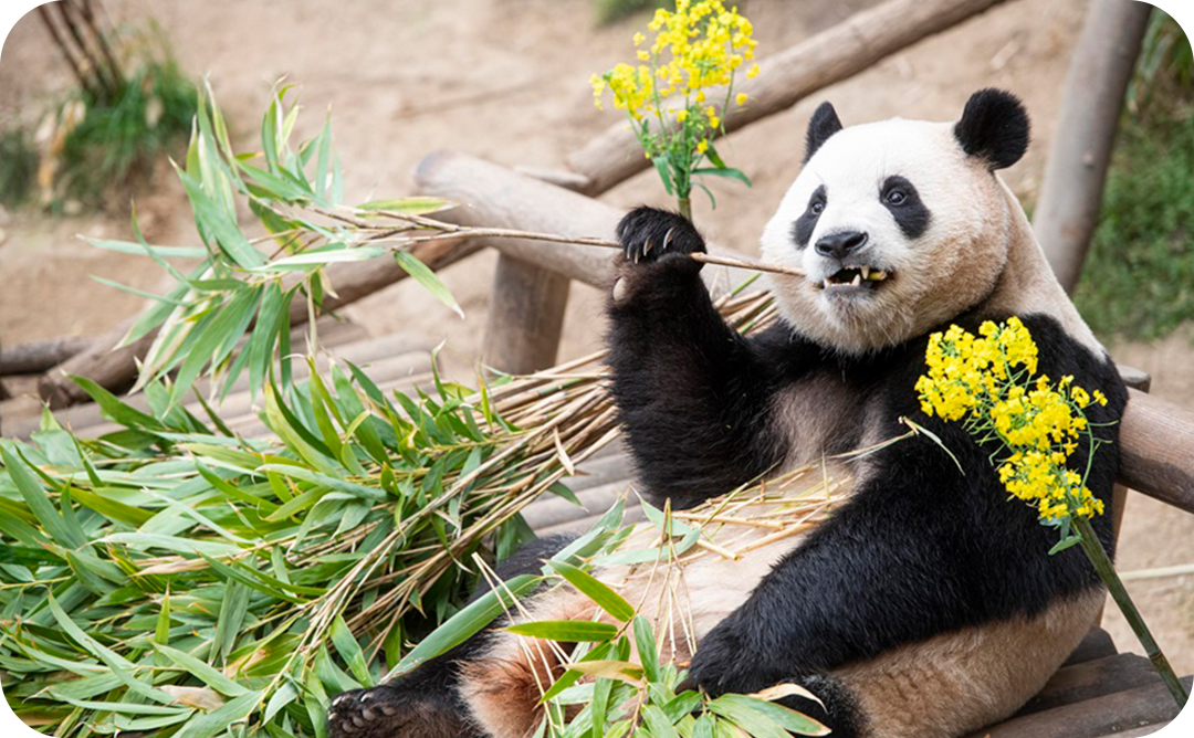 #푸바오 #대나무