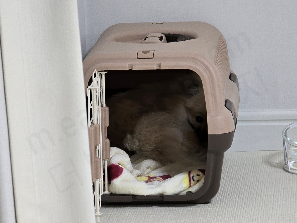 켄넬 속에서 편안하게 똬리를 튼 강아지