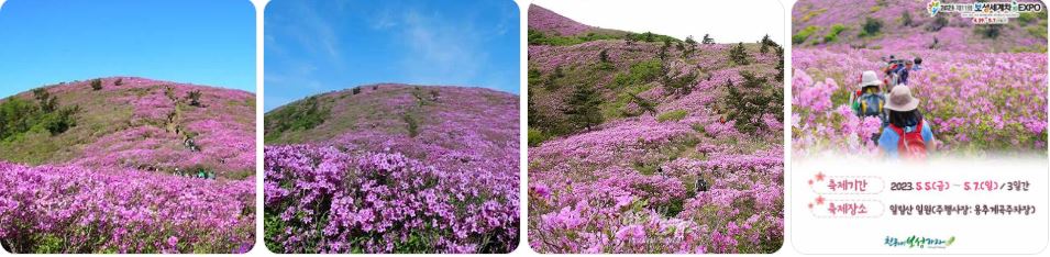 일림산철쭉사진