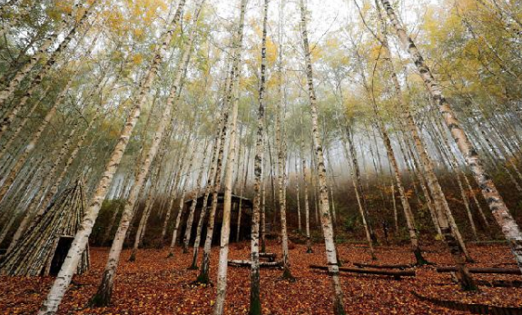 자작나무숲 전경