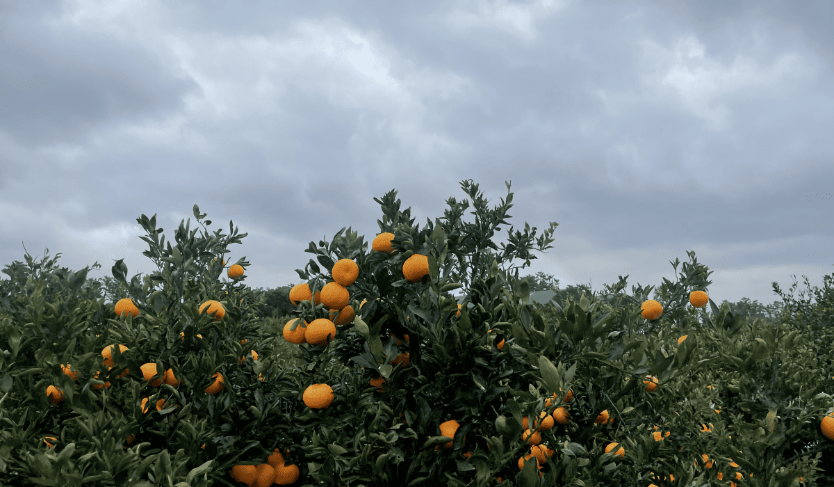 제주_땡처리_항공권_16
