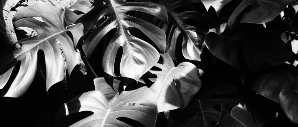 유리창, 커튼 뒤 간접광 선호