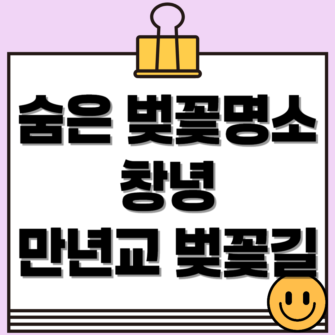 직접 다녀온 창녕 만년교 벚꽃길🌸 창녕의 숨은 벚꽃 명소를 소개합니다!