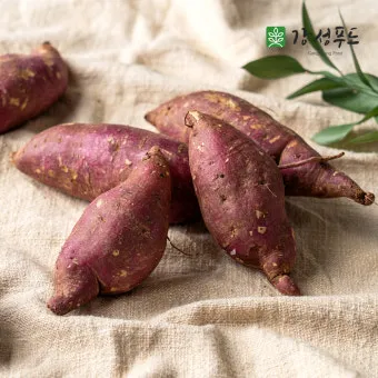 고구마 심는시기 키우는 법_13