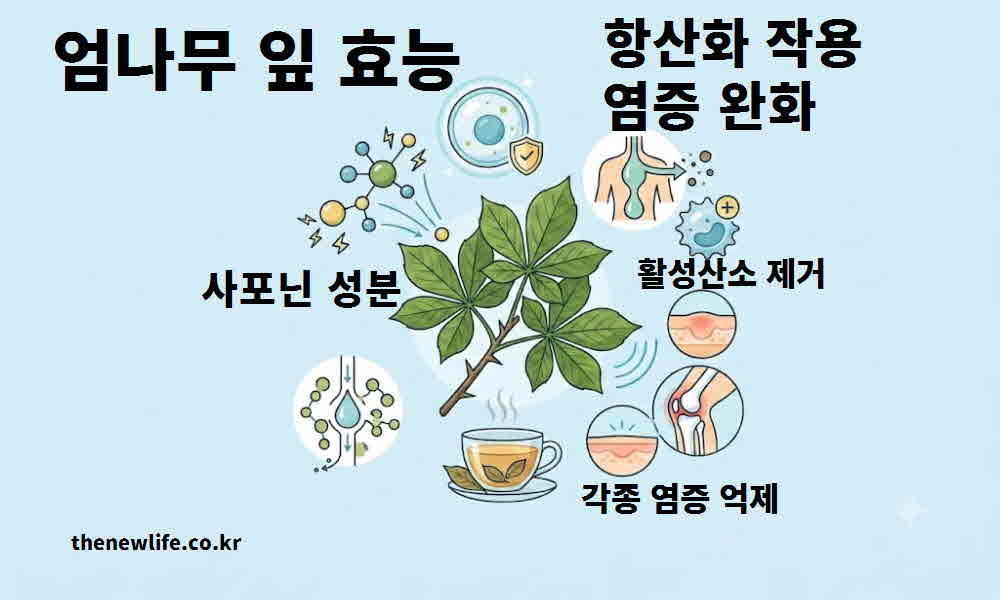 엄나무 잎 효능 항산화 작용 염증 완화