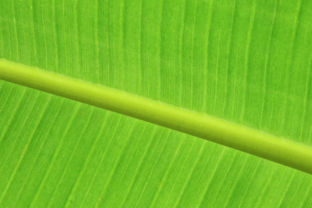 Green tea extract