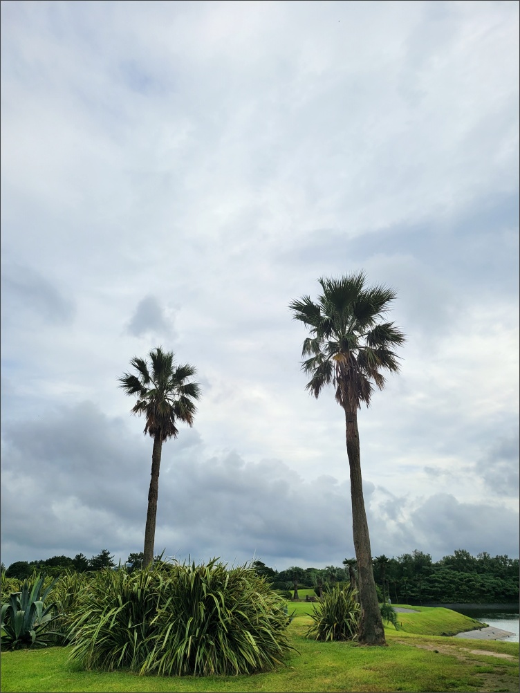 해비치CC-라운딩-야자수