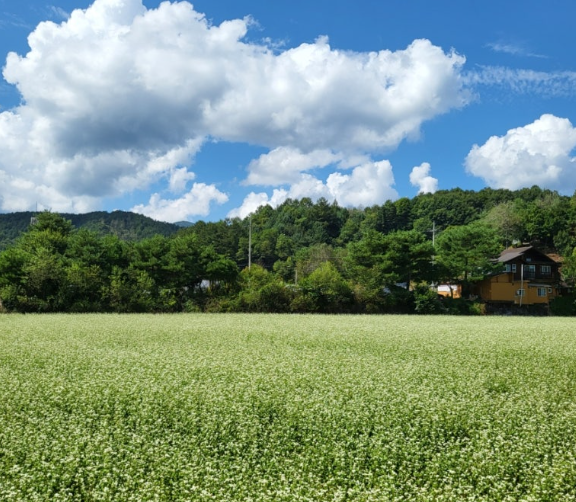 봉평효석문화마을 메밀꽃1