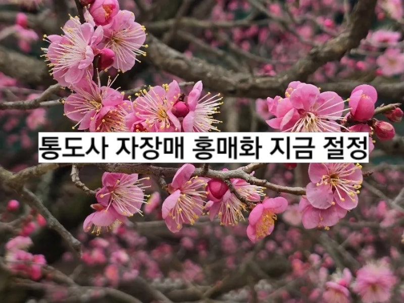 경남 양산 통도사에는 지금 &lsquo;우담바라 꽃이 피었다&rsquo;