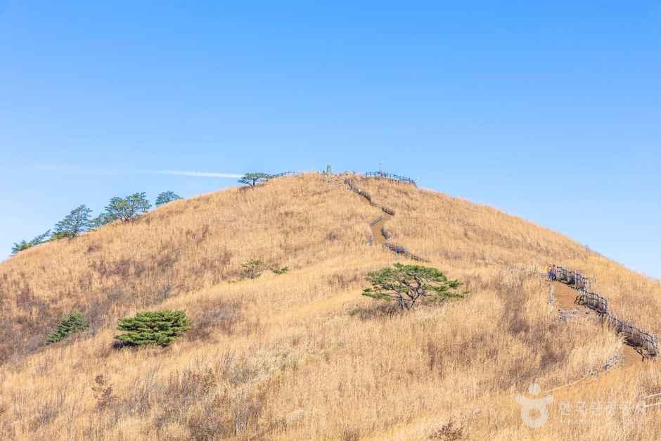 민둥산 억새로 덮인 정상 능선