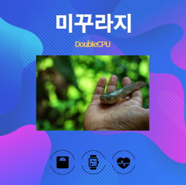 미꾸라지 알아보기