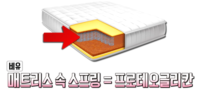 프로테오글리칸