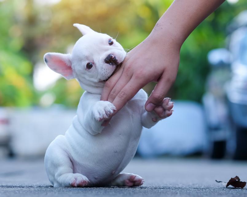 손을 물고 있는 아기 강아지
