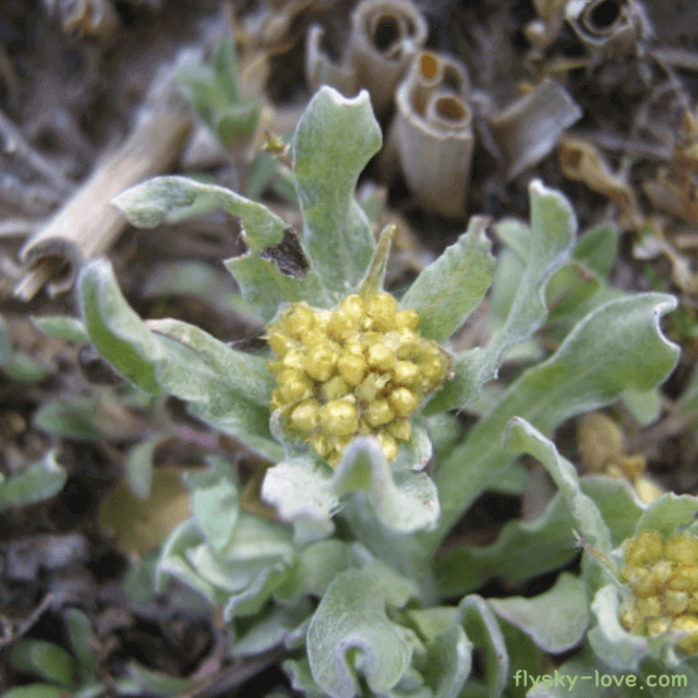 기관지염 및 관절염에 효과적인 떡쑥(서국초)