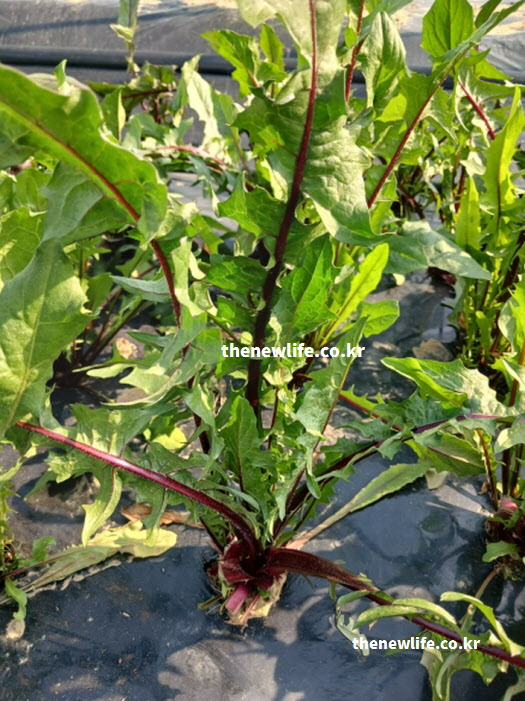 혈액 흐름을 원활하게 하여 심혈관 질환을 예방하는 인티빈 성분이 풍부한 적치커리 재배 사진