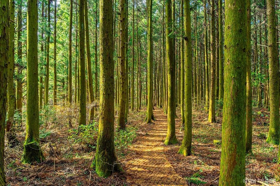 제주 삼다수숲길