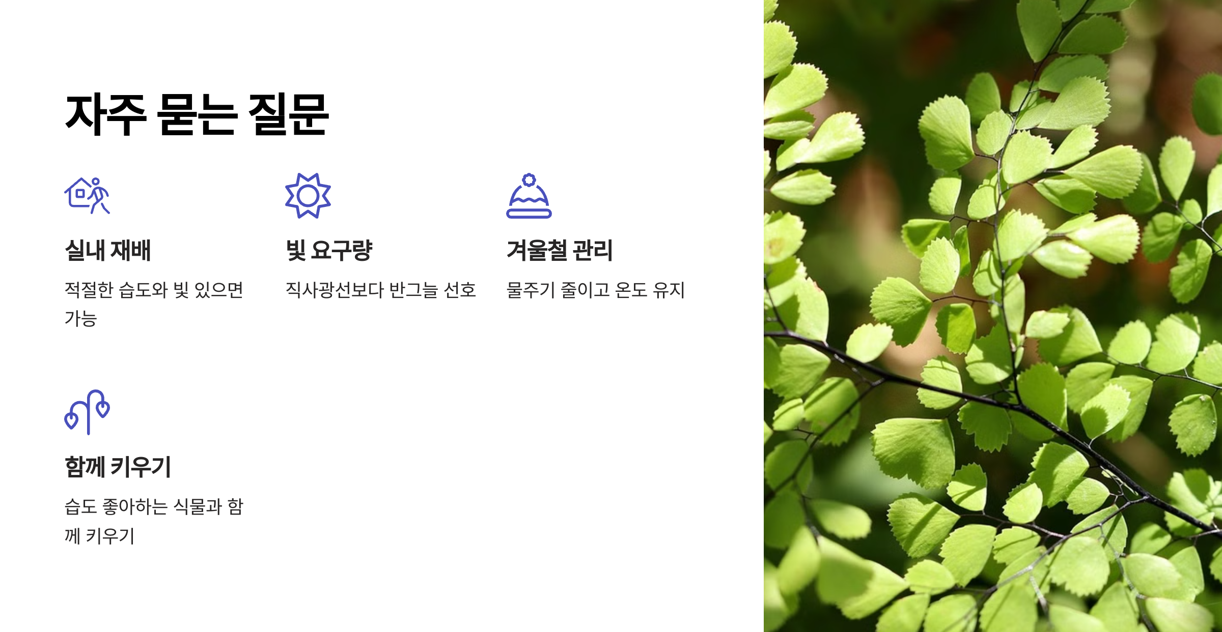 아디안텀 컨시넘