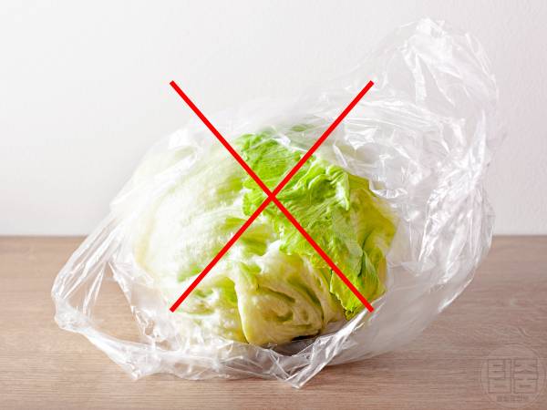 양상추 보관법 밀가루 양상추보관기간