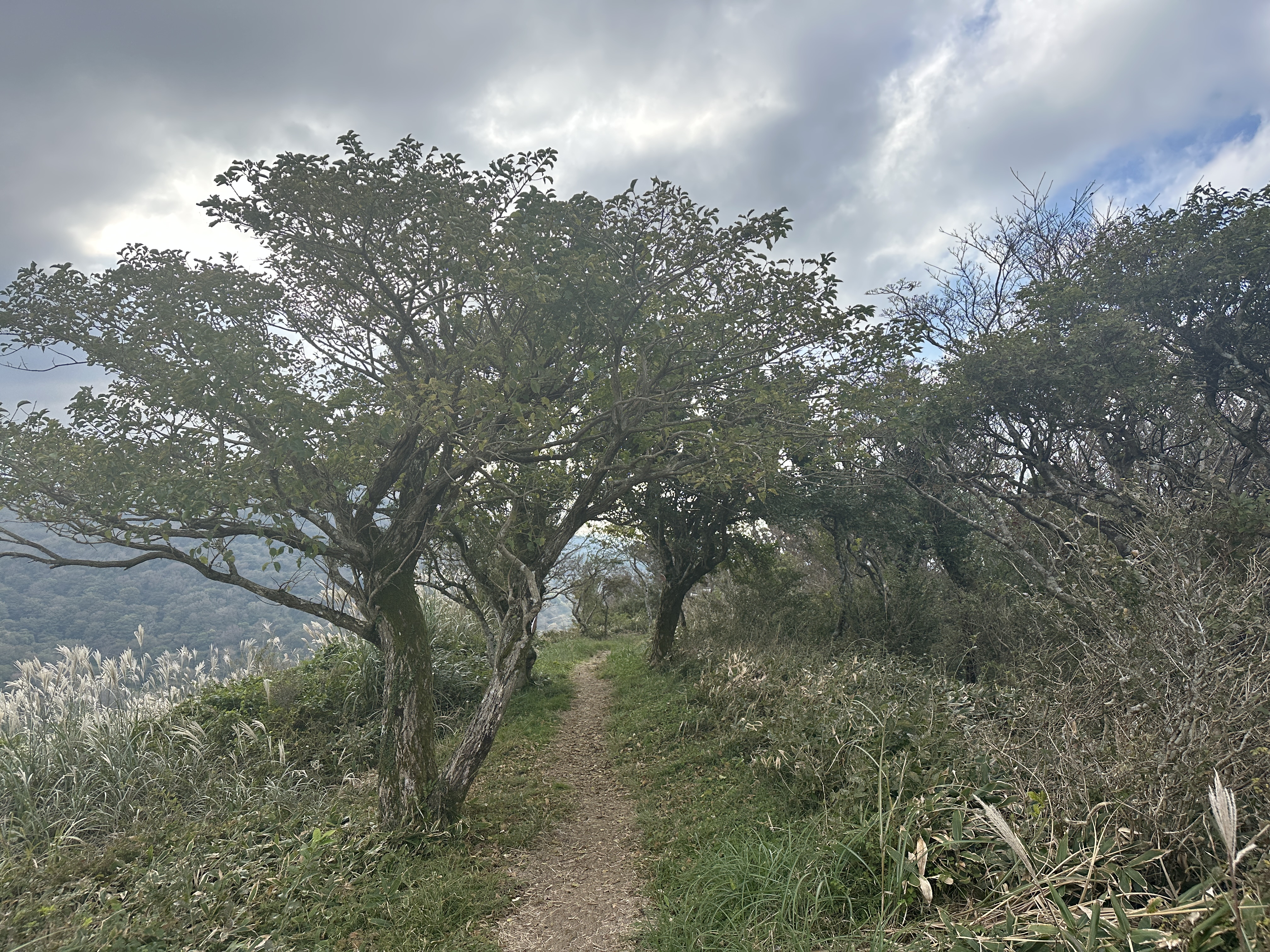 봉개동 민오름 정상