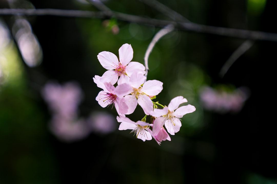 Paju Cherry Blossom