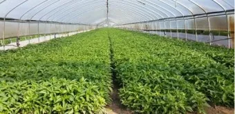 고춧잎 재배 잎 수확용 가지 치기 친환경 시비_32