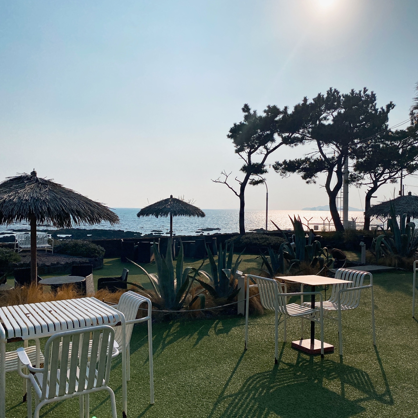 제주 안덕 유채꽃 포토존 오션뷰 카페 휴일로