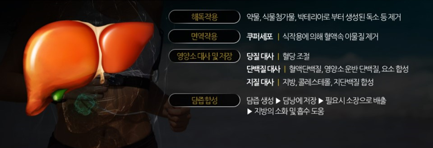 주요 간 기능