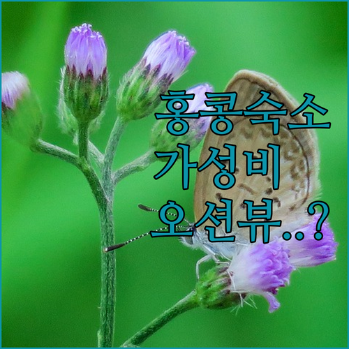 홍콩 가성비 리조트부터 오션뷰 숙소까..