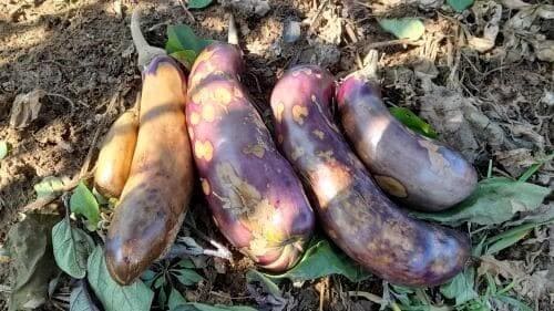 가지-병충해-병해-갈색무늬병-잿빛곰팡이병-증상-방제법