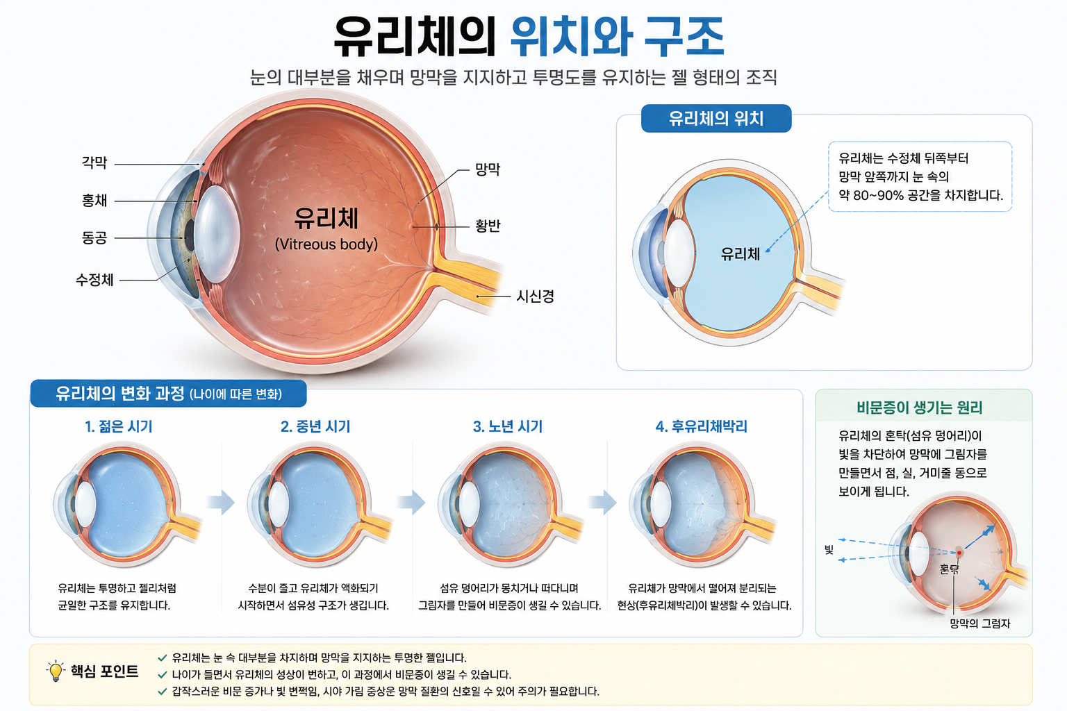 유리체의 위치와 구조