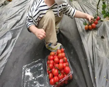 율봄식물원 토마토 시즌_5