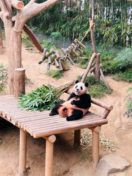 에버랜드 푸바오 예약 시간 관람 꿀팁