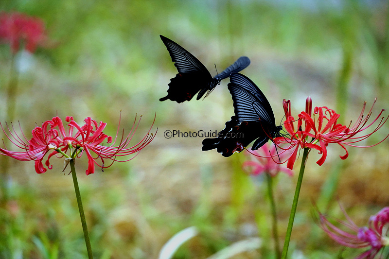 꽃무릇-나비-사진