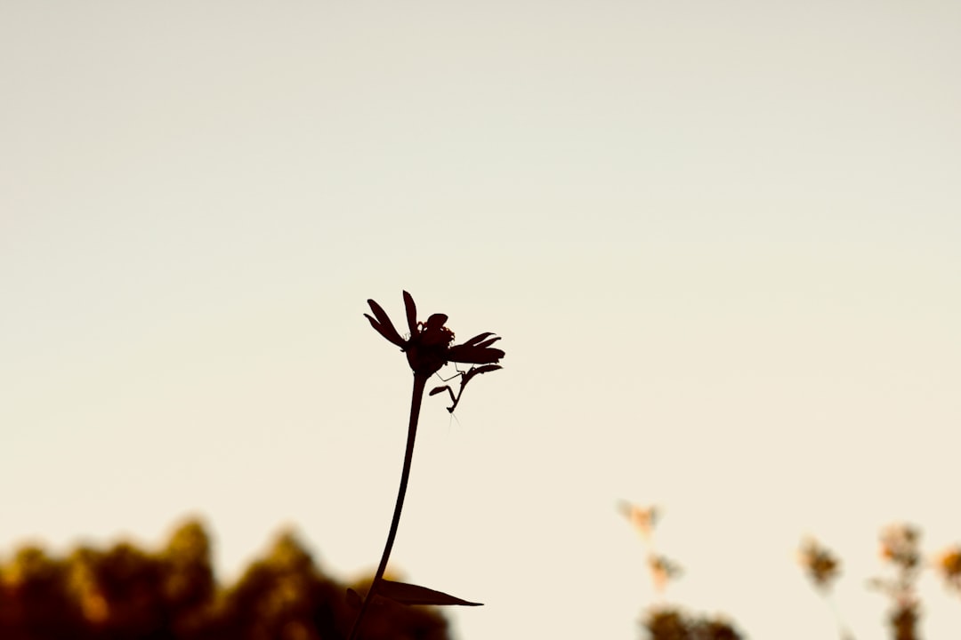 Mantis