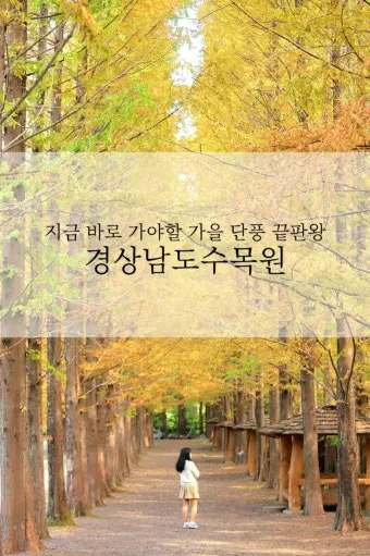 경상남도 수목원 5월의 꽃 관음죽꽃 핑퐁나무 황금자주달개비 마가렛 만첩빈도리 자란 크레이프자스민_12