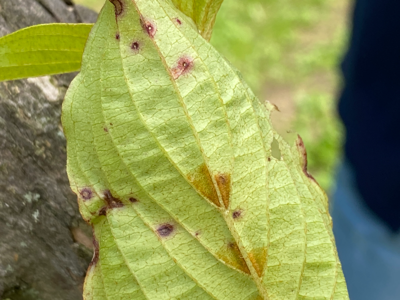 산수유 두창병-4