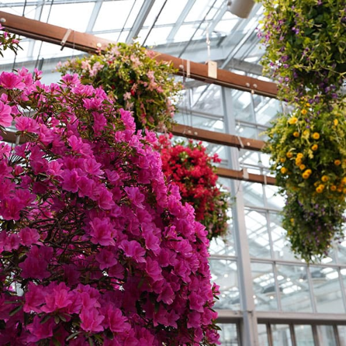 가평 베고니아새정원