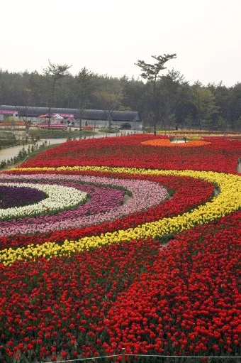 5월 가봐야할 전국 축제 10선 가족 연인 최고 명소_18