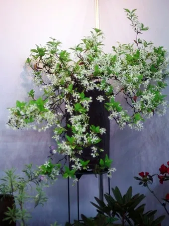 백화등 키우기 삽목방법 가지치기 꽃 노지월동까지_2