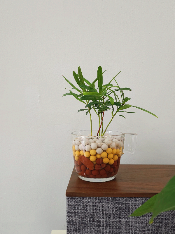 수경재배 식물 추천