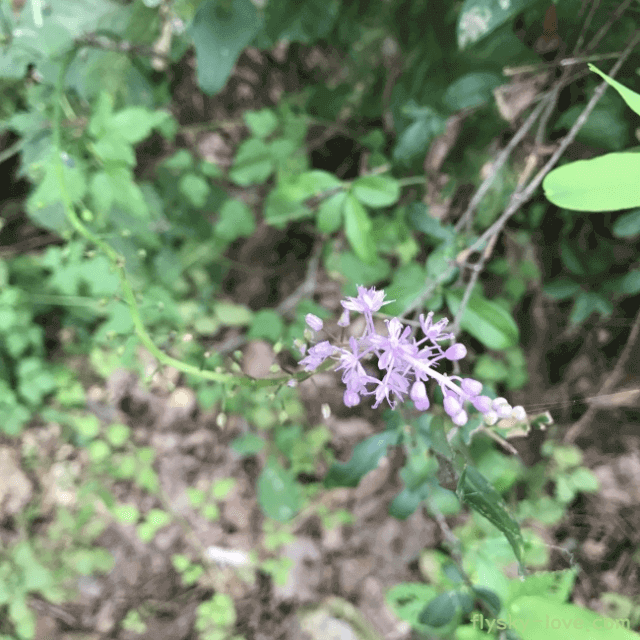 혈액순환에 효과적인 무릇