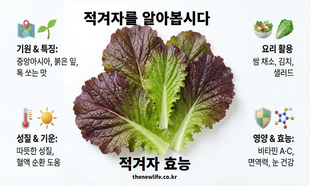 적겨자의 기원, 따뜻한 성질, 요리 활용법, 주요 영양 성분을 아이콘과 함께 정리한 인포그래픽