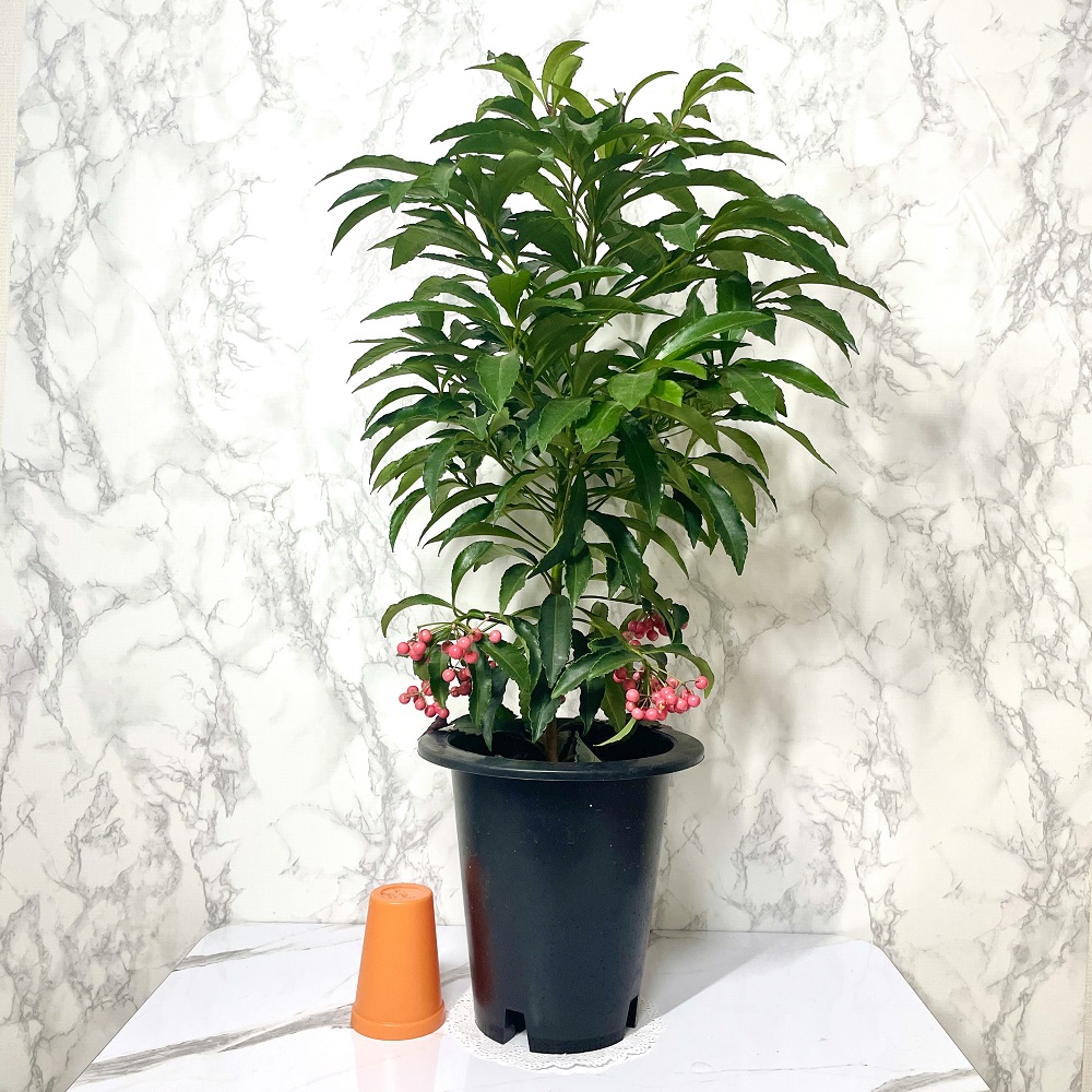 만냥금 만량금 키우는 방법 꽃 가지치기