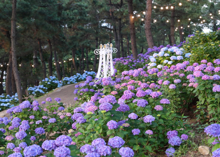 장생포수국페스티벌