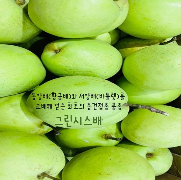 전남 강진 그린시스 