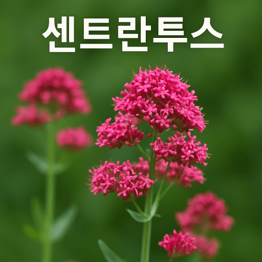 센트란투스, 유럽 바위틈의 낭만을 정원으로 들이다